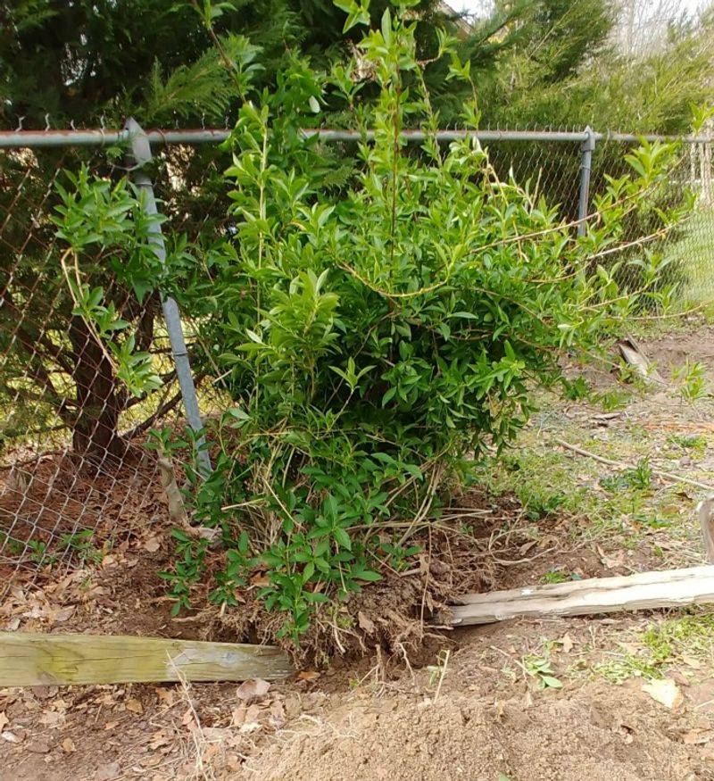 Moving the shrub is a different September job