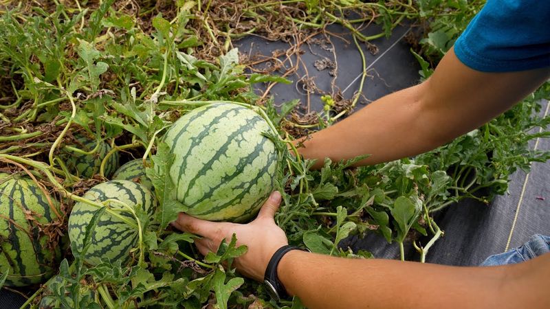 Use two or three melons as your starting plan