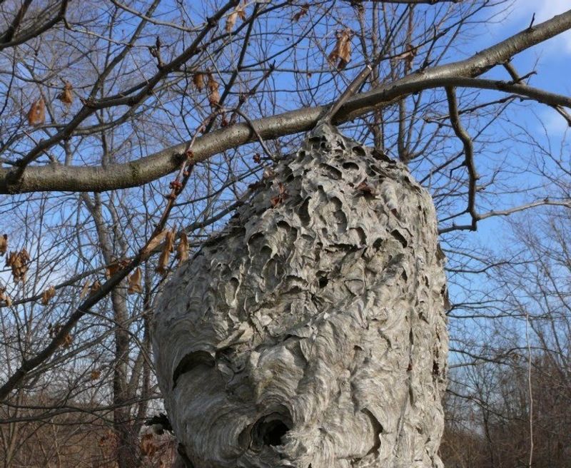 Why a nest becomes visible when leaves fall