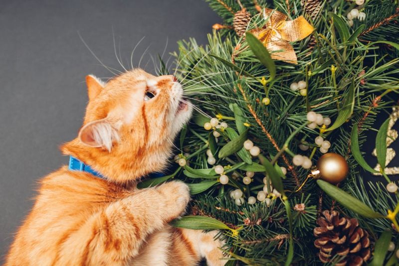 Mistletoe