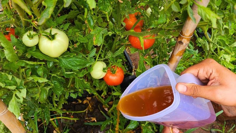 Blackstrap Vegetable Cooking Water