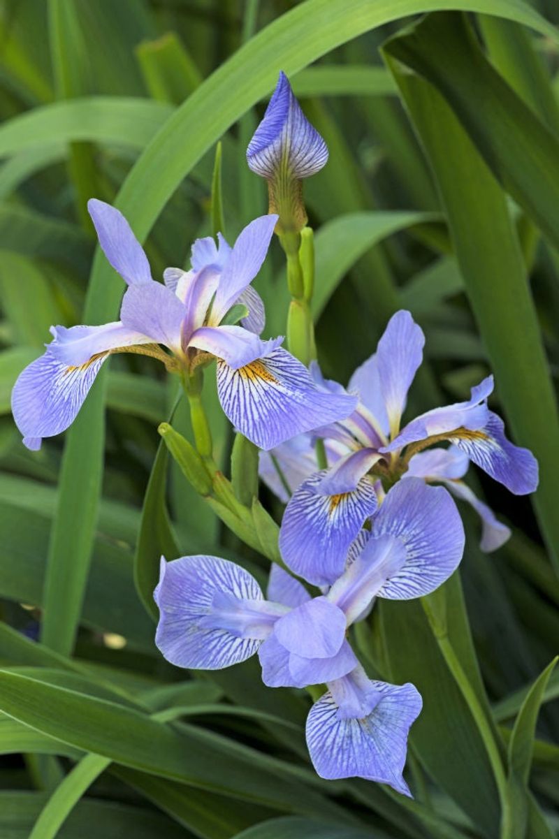 Blue Flag Iris (Iris virginica)
