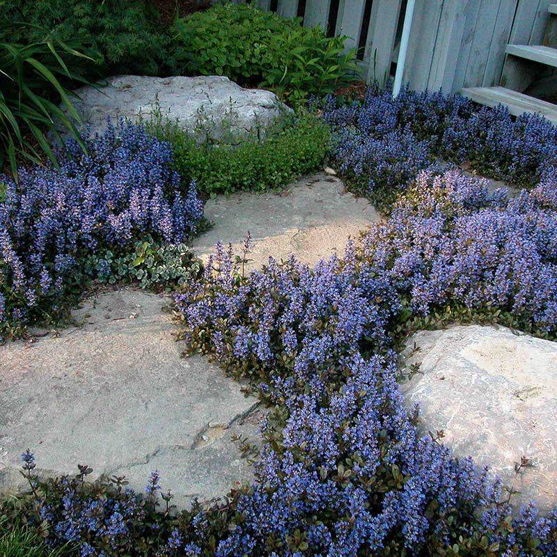 Ajuga