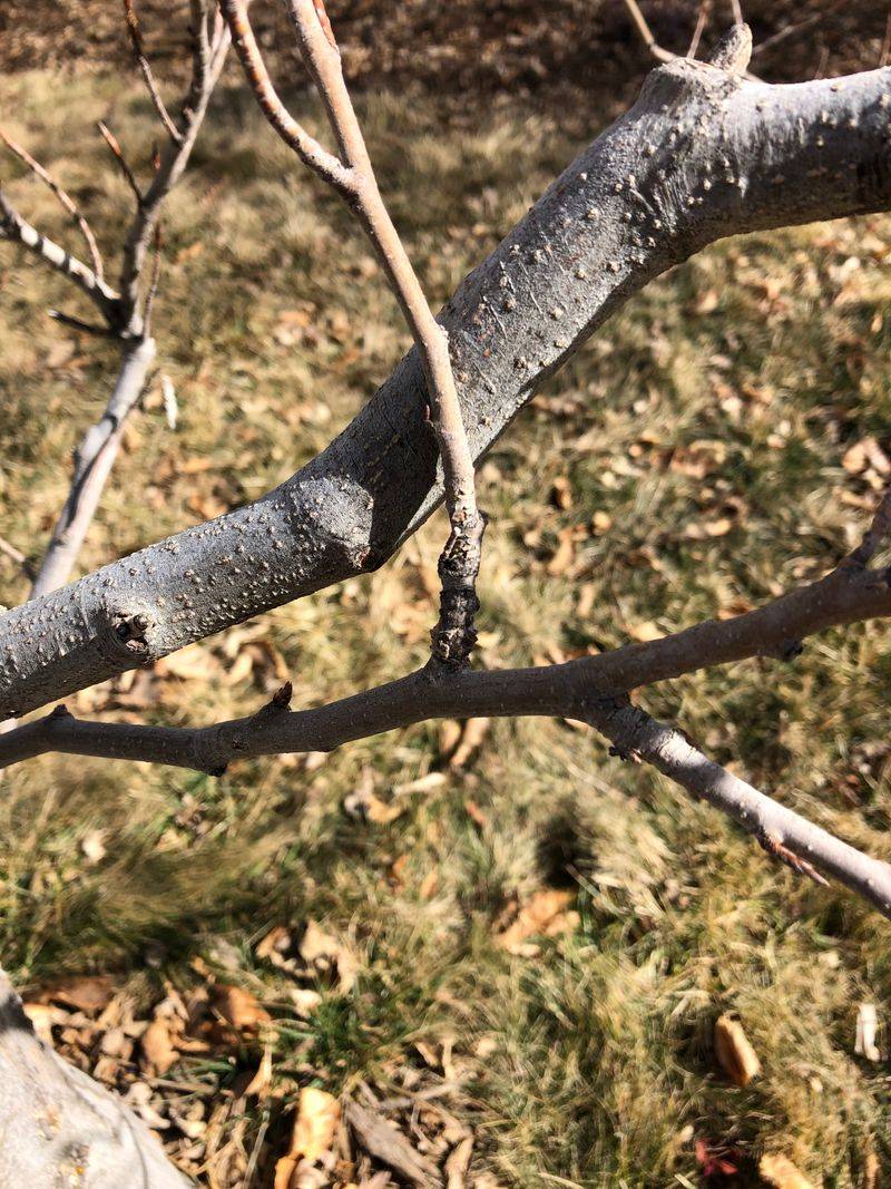 Overlooking Crossing Branches