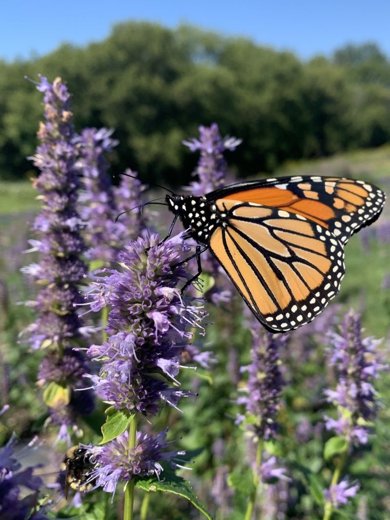 Agastache (Hyssop)