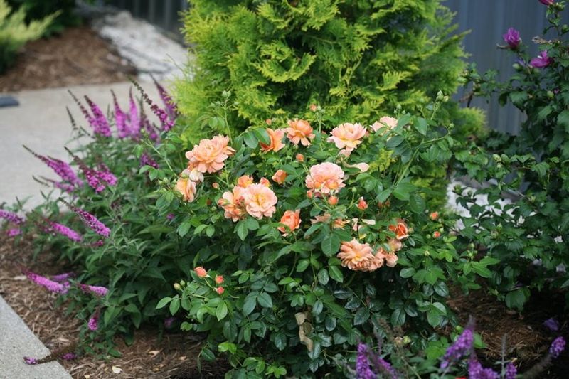 Competition from Other Plants
