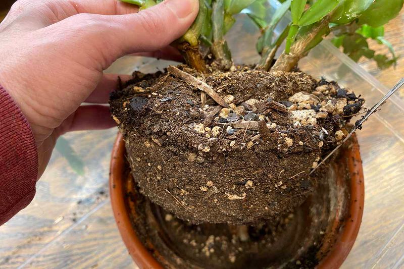 Root-Bound Plant