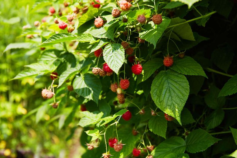 Raspberries