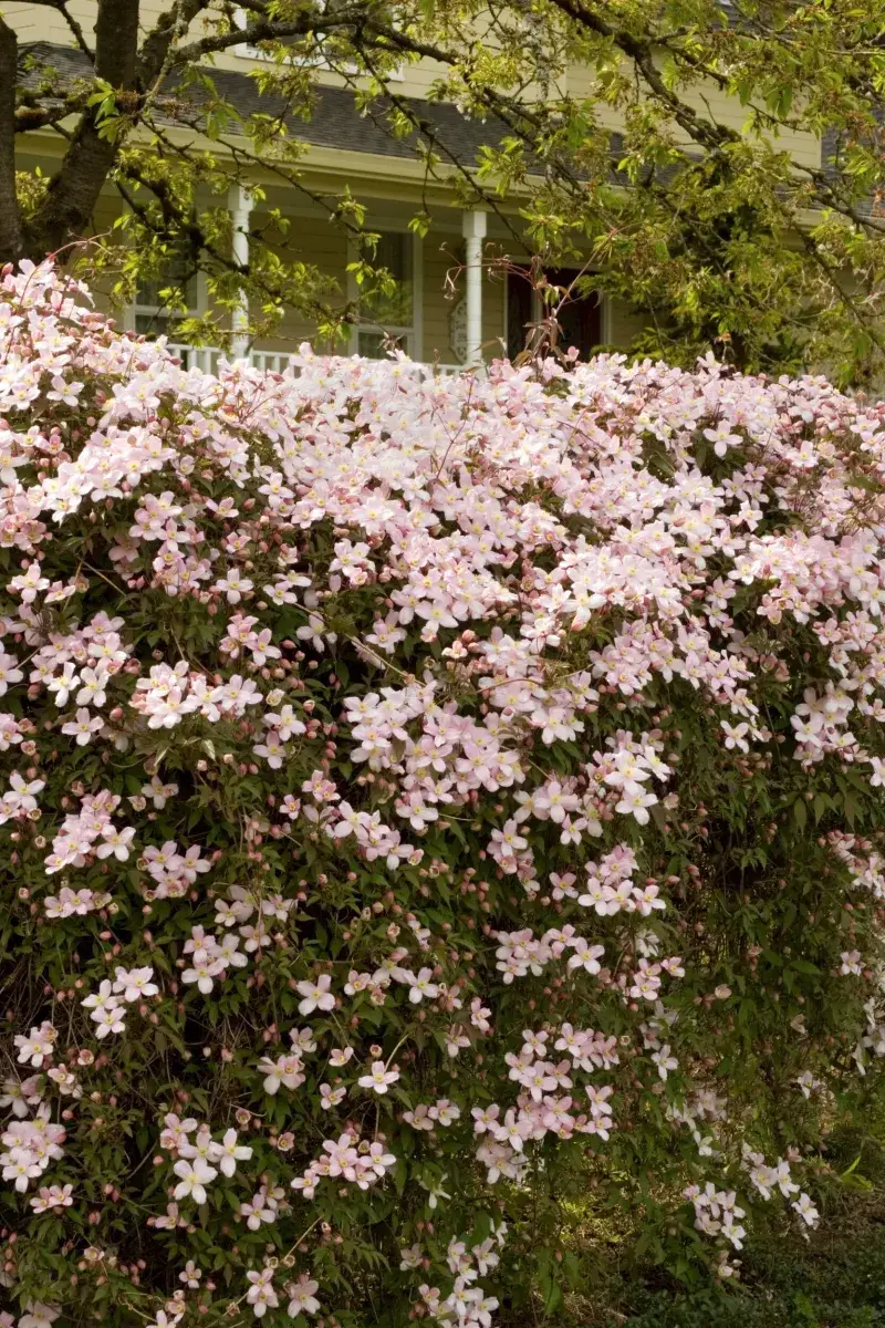 Mountain Clematis (Clematis montana)