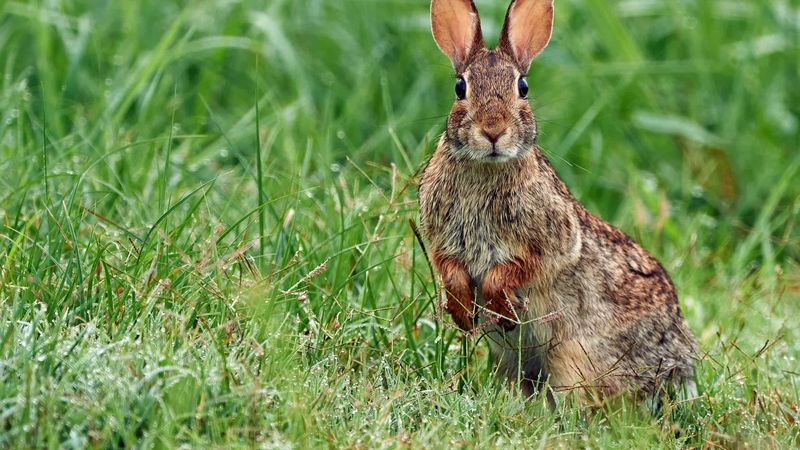 Eastern Cottontail Rabbit