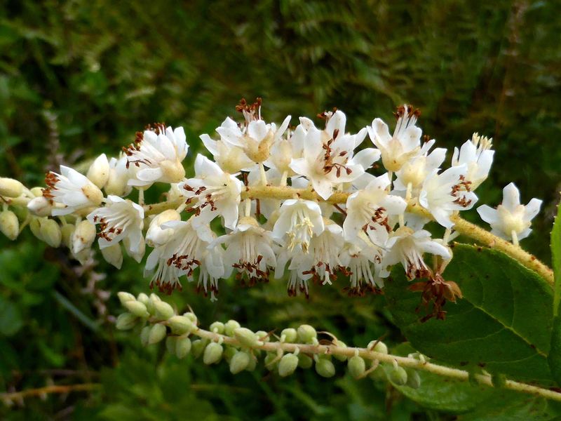 Summersweet (Clethra alnifolia)