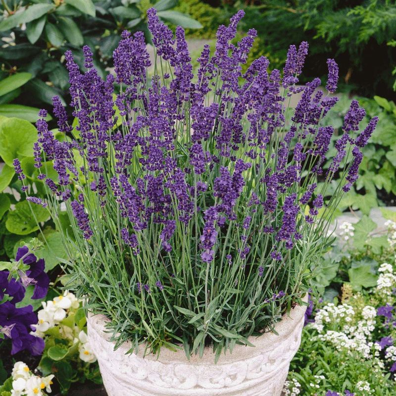 Lavender