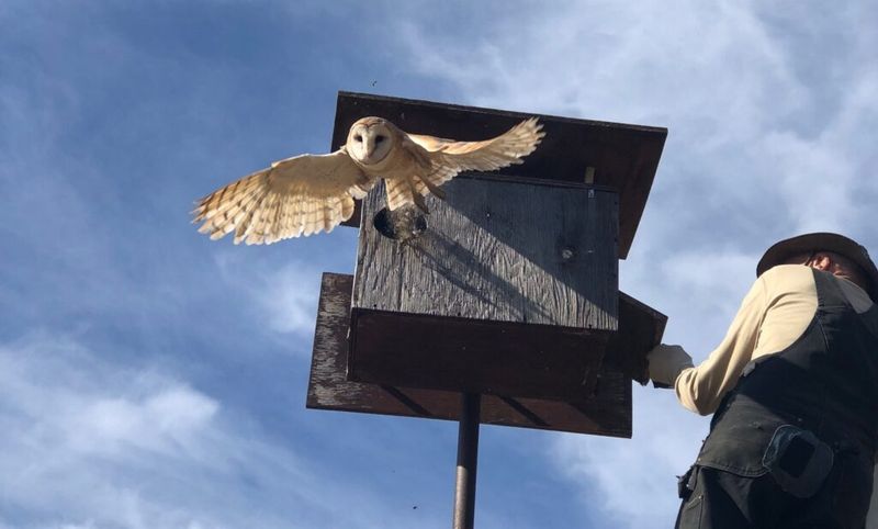 What owl-box research can—and cannot—show