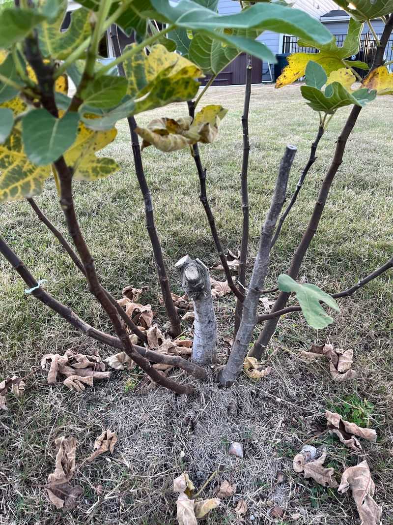A frozen top may resprout, but fruiting can take longer