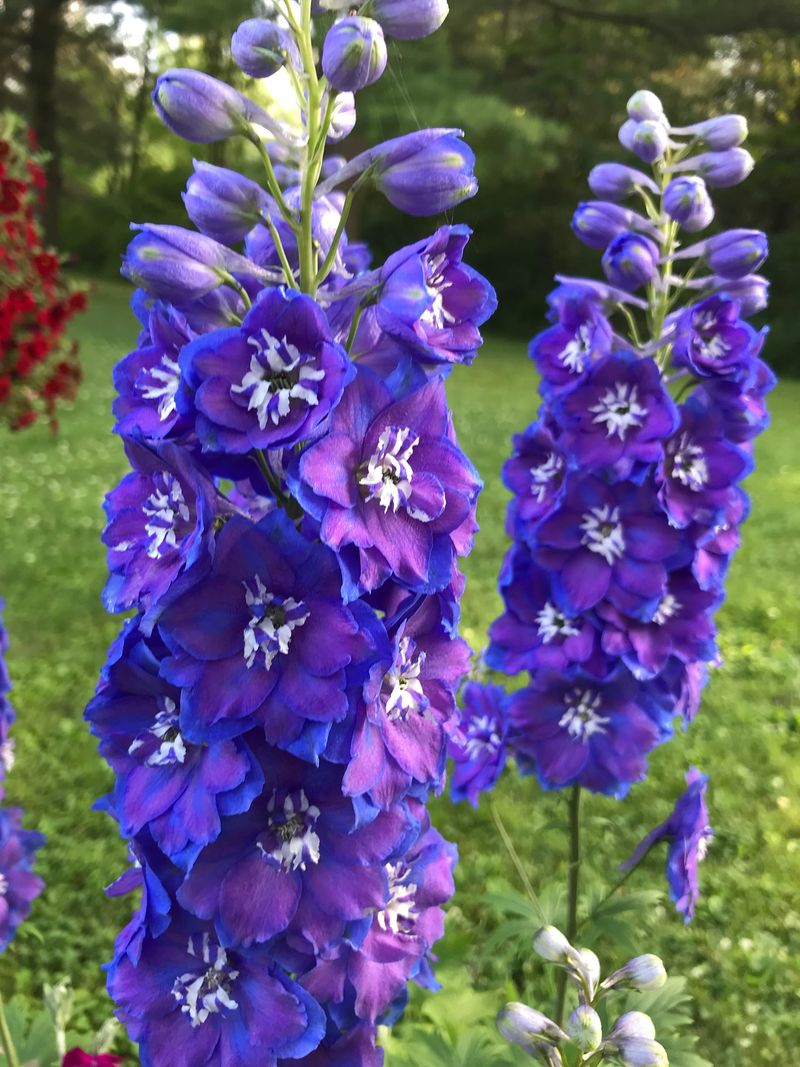 Delphinium