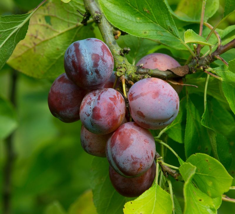 Natural Digestive Aid