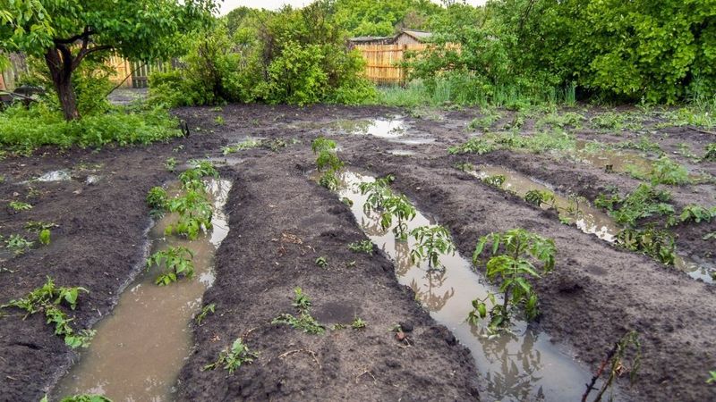 Wet, compacted mulch can work against the bed