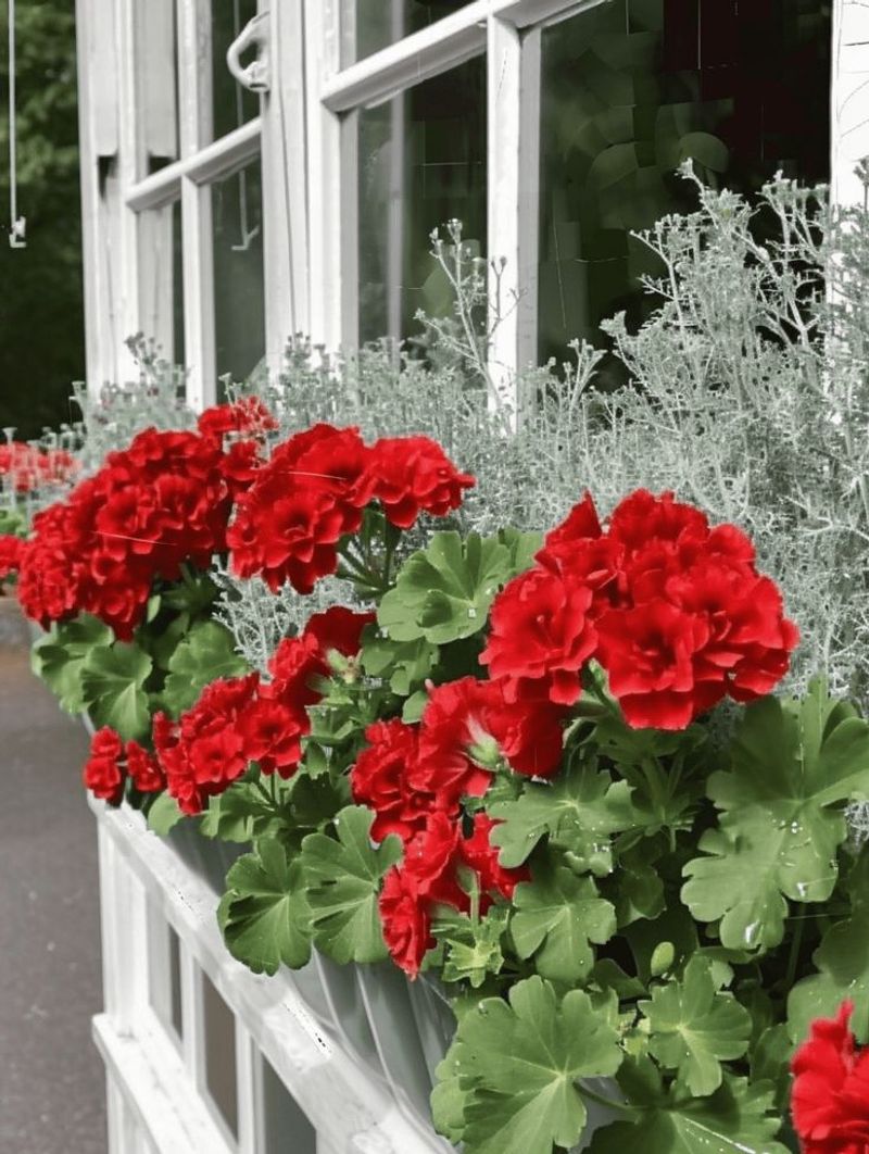 Geraniums (Pelargoniums)