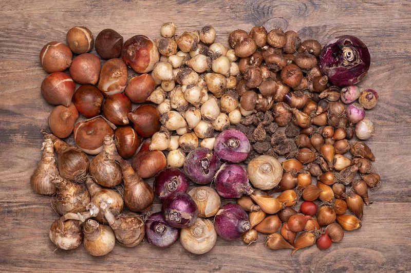 Keep ornamental bulbs out of food storage