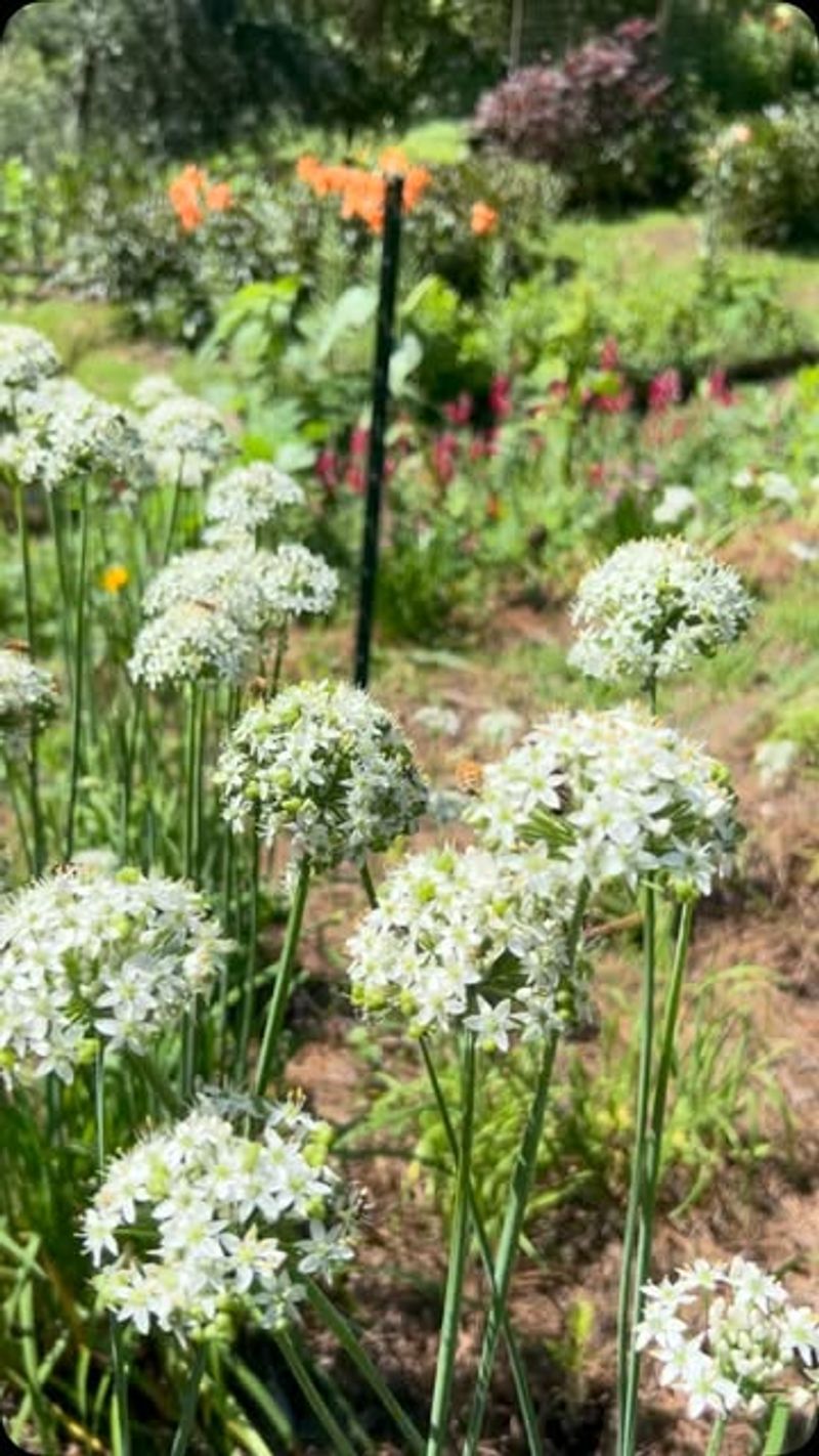 Garlic chives are a plausible companion for peonies
