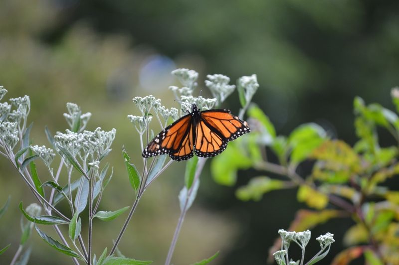 Late boneset can add nectar during the October migration