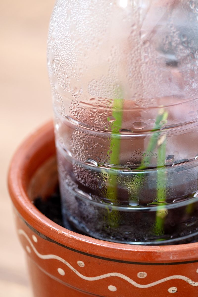 Cover the pot, protect it from sun, and acclimate gradually