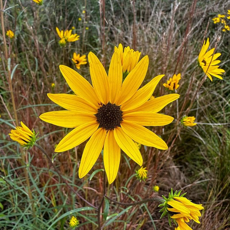 Narrowleaf Sunflower (Helianthus angustifolius)