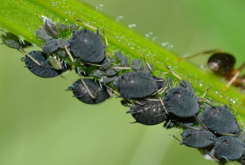Pests and Diseases