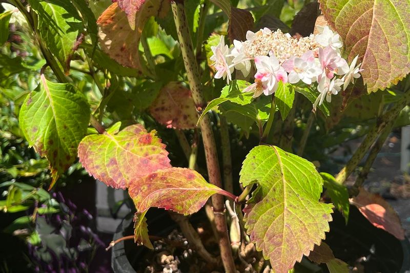 Skip This: Watering or Misting Leaves in the Middle of the Day