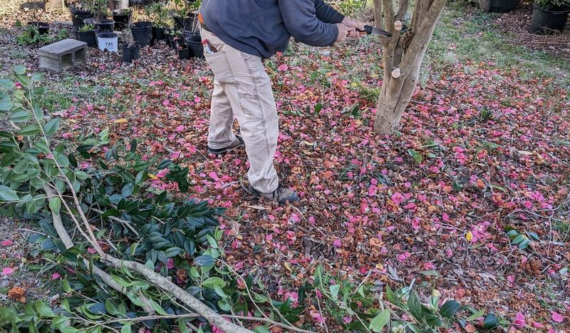 Avoid late fertilizer and major pruning