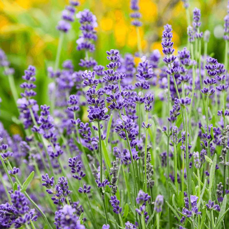 Lavender (Lavandula)