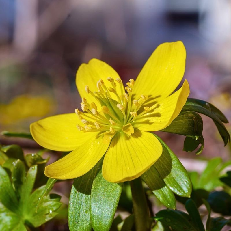Winter Aconite (Eranthis hyemalis)