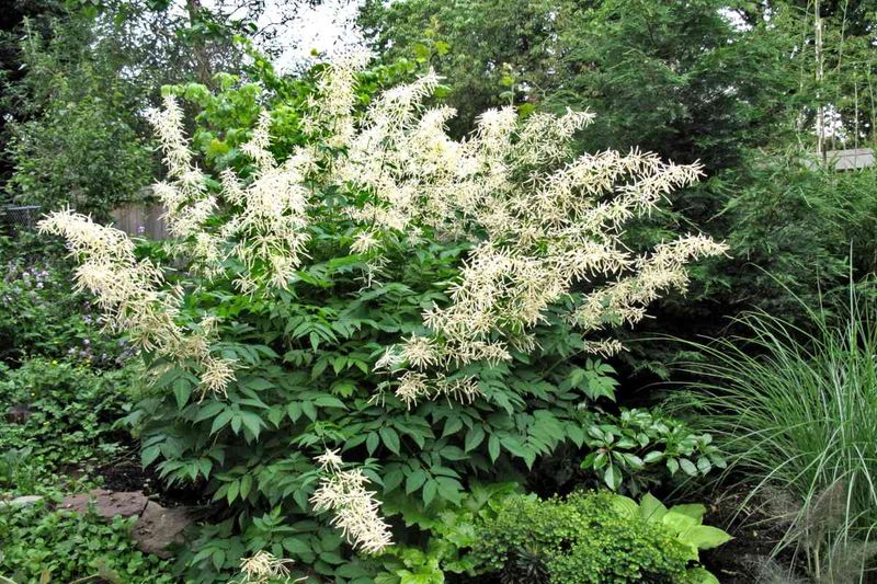 Goat's Beard (Aruncus)