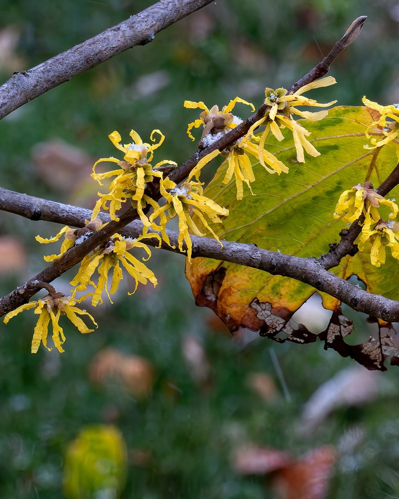 Introduced plants can complement native winter interest