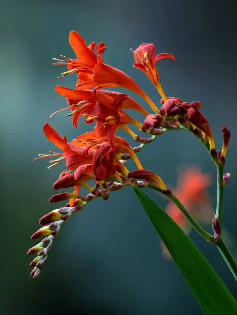 Crocosmia