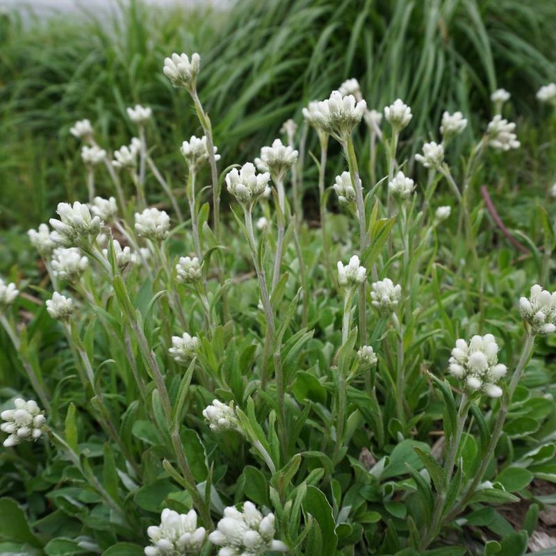 Expect Silver-Gray Groundcover, Not a Lamb's-Ear Replica