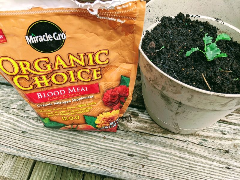 Blood Meal