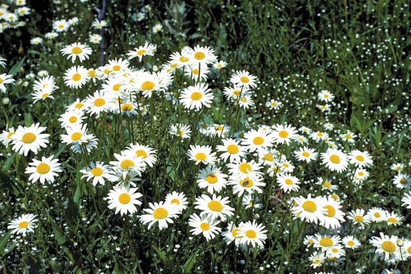 Oxeye Daisy (Leucanthemum vulgare)