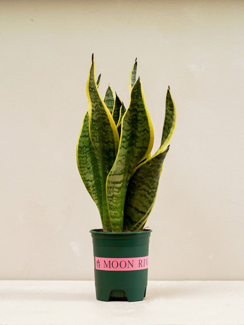The plant, roots, soil, and microbes work as a system