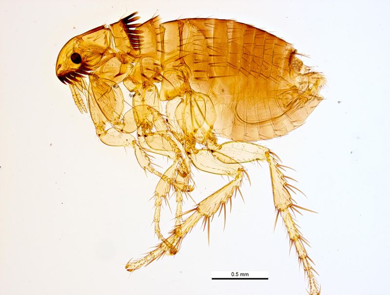 The flea claim has no field evidence behind it