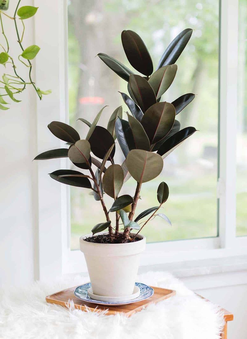 Rubber Plant (Ficus elastica)