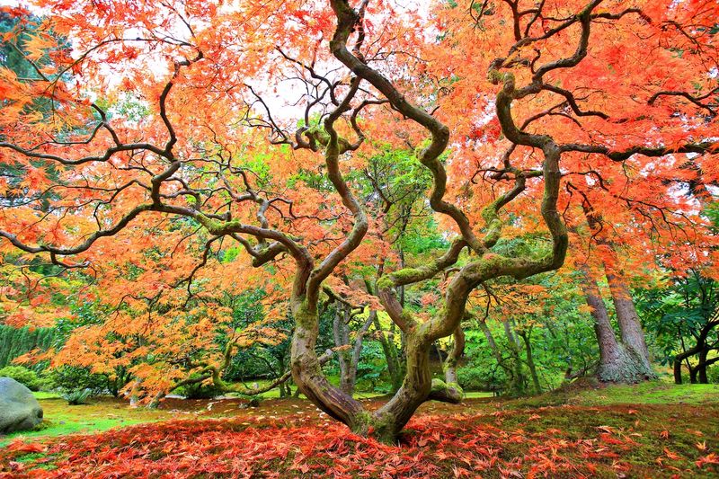 Japanese Maple