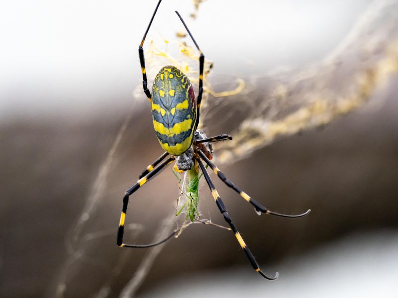 A web does not distinguish pests from beneficial insects