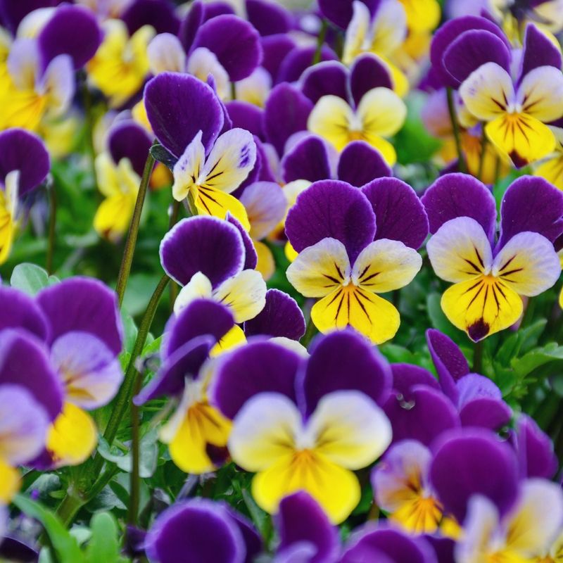 Violas