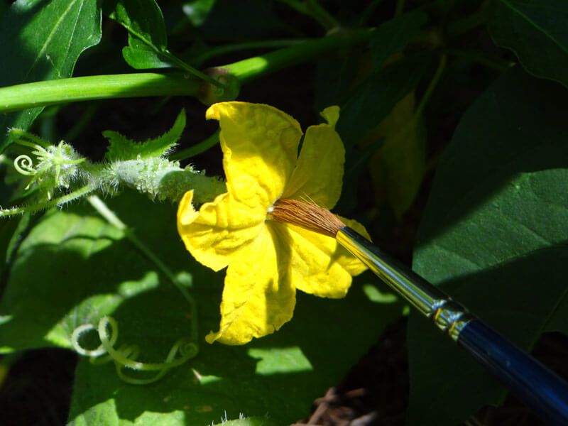 Female flowers may not get enough pollination