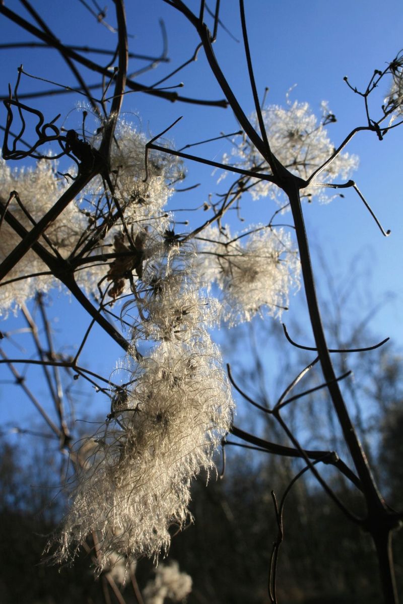 Aim to protect the vine, not guarantee a bloom