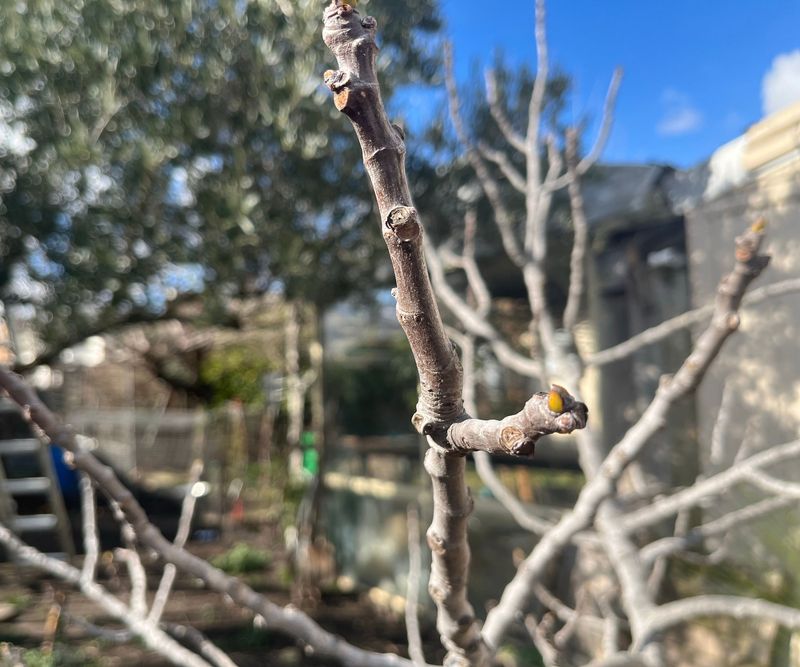 Waiting Until Buds Swell in Spring