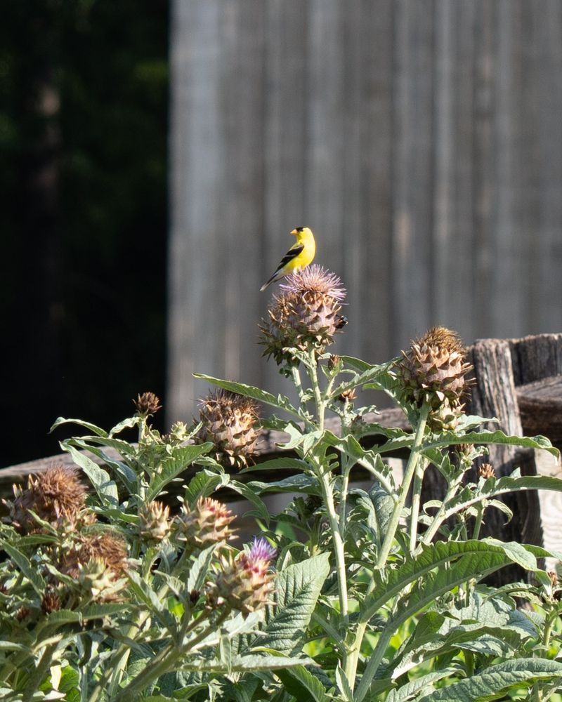 Which plants should stay, and which should be replaced?