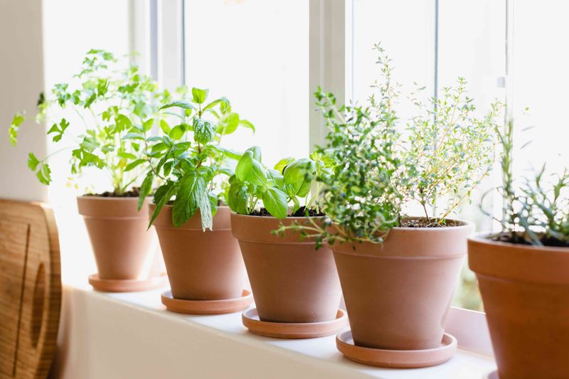 Pick The Herbs That Actually Like Living Inside