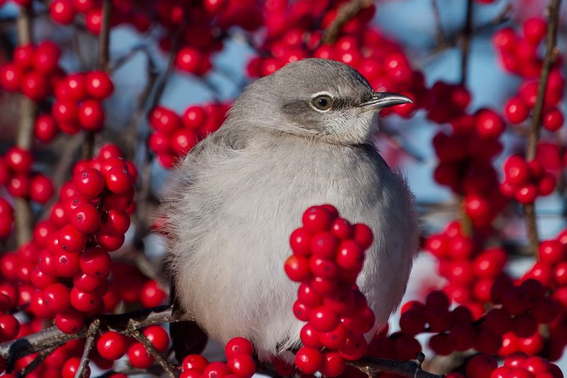 Bare branches keep seasonal food visible